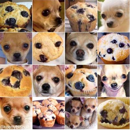 blueberry muffin or chihuahua